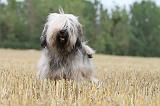 TERRIER DU TIBET 004